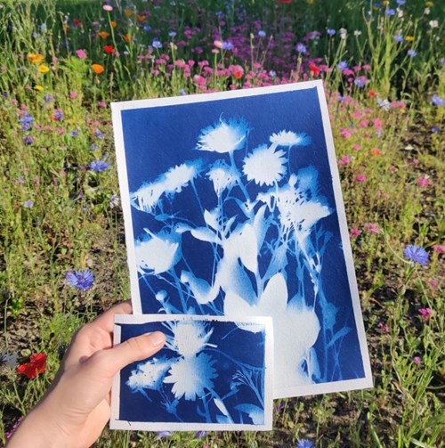 Cyanotype print