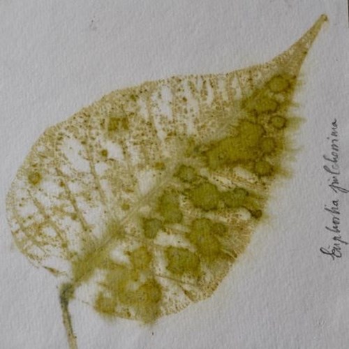 Juleworkshop - Eco - print på papir kl. 09:00 - 11:45